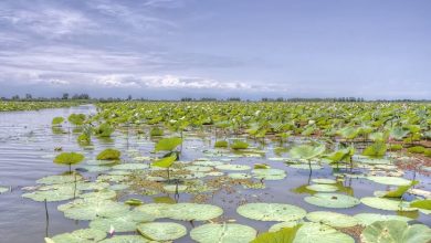 عوامل تهدیدکننده حیات تالاب‌ها