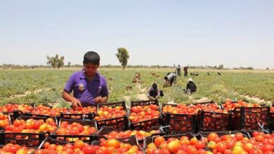 انتقاد بخش خصوصی از سازمان حمایت ؛ در بازار دخالت نکنید
