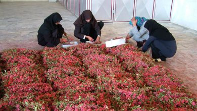 کارآفرینی روستایی و شکوفایی اقتصادی 5 | نقش نیوز کارآفرینی روستایی و شکوفایی اقتصادی