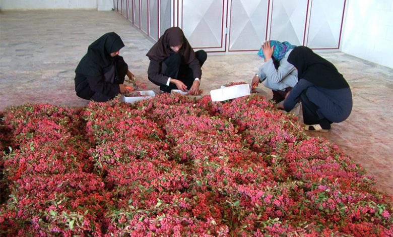 کارآفرینی روستایی و شکوفایی اقتصادی