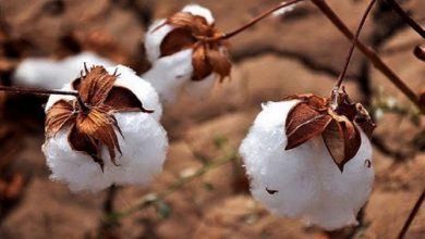 پنبه جهان تحت تاثیر خشکسالی و گرما! 4 | نقش نیوز پنبه جهان تحت تاثیر خشکسالی و گرما!