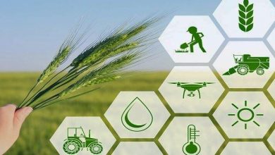 کشاورزی و کارآفرینی 7 | نقش نیوز کشاورزی و کارآفرینی