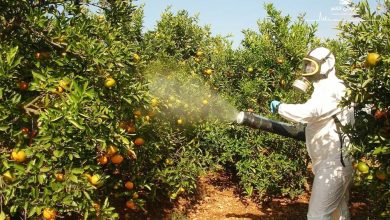 آفت کش ها ؛ تهدیدی برای سلامتی!