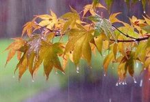 تجربه خشکترین پاییز نیمقرن اخیر 3 | نقش نیوز تجربه خشکترین پاییز نیمقرن اخیر