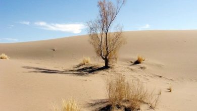 بیابان زایی ؛ زنگ خطر جدی برای محیط زیست ! 1 | نقش نیوز بیابان زایی ؛ زنگ خطر جدی برای محیط زیست !