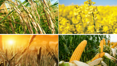 افزایش ۵ برابری صادرات محصولات کشاورزی به چین