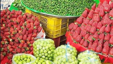 جولان دلالان میوه  در زیر خلاء های  قانونی 7 | نقش نیوز جولان دلالان میوه  در زیر خلاء های  قانونی