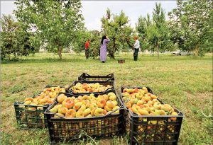 کشاورزی مدرن و مزایای آن 2 | نقش نیوز 1111111111111111 | نقش نیوز