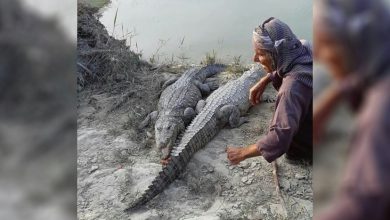 اصحاب رسانه اقدام رازی برای گاندو را ارزیابی کردند
