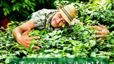 احساس آرامش و رضایت با گیاه تراپی:راهی به سوی بهبود روحی و روانی شما! 5 | نقش نیوز احساس آرامش و رضایت با گیاه تراپی