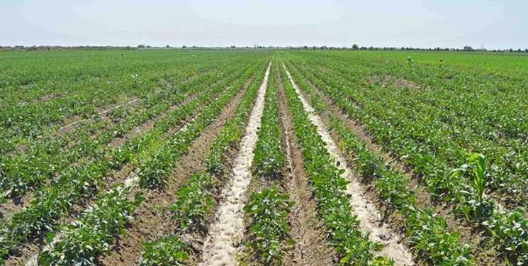 مدیریت منابع آبی برای تقویت کشاورزی در ازبکستان
