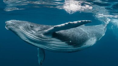 پایان بیش از نیم قرن اسارت نهنگ قاتل؛ لولیتا بدون تجربه دوباره شنا در اقیانوس، جان سپرد