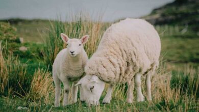 دلیل کم شدن شیردهی گوسفندان 6 | نقش نیوز دلیل کم شدن شیردهی گوسفندان