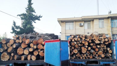 استمرار افزایش قاچاق چوب !