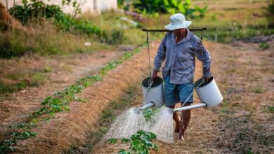 خانواده های چینی چگونه کارآفرین می شوند؟