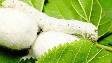 تولید ابریشم فرصتی برای سرمایه گذاری 6 | نقش نیوز تولید ابریشم فرصتی برای سرمایه گذاری