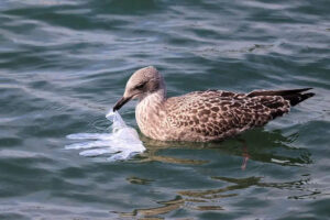 17 3 | نقش نیوز