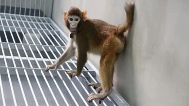 وضعیت اولین میمون رزوس شبیهسازی شده در چین 5 | نقش نیوز وضعیت اولین میمون رزوس شبیهسازی شده در چین