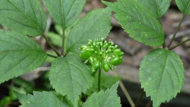 باغداری و توسعه اقتصادی