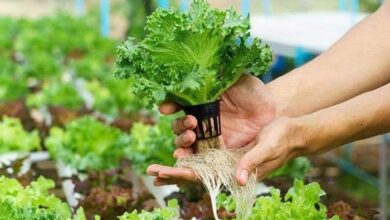 جذابیت‌های محصولات هیدروپونیک برای صادرات