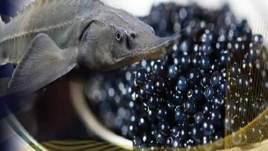 خطر انقراض ۵ گونه ماهیان خاویاری دریای خزر