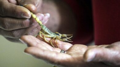 کارآفرینی با پرورش عقرب