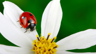 پرورش کفشدوزک برای حفظ محیط زیست 7 | نقش نیوز پرورش كفشدوزك فعالیتی اقتصادی و اشتغالزا