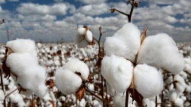 کاربرد زبالههای پنبه در تولید نانوذرات نقره 6 | نقش نیوز کاربرد زبالههای پنبه در تولید نانوذرات نقره