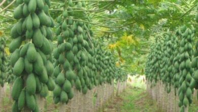 اهمیت تحقیق و توسعه در زمینه پرورش میوههای استوایی 1 | نقش نیوز بررسی چرخه مالی فروش و پرورش میوههای استوایی