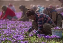 طلای سرخ ایران در چنگال قاچاقچیان 2 | نقش نیوز طلای سرخ ایران در چنگال قاچاقچیان