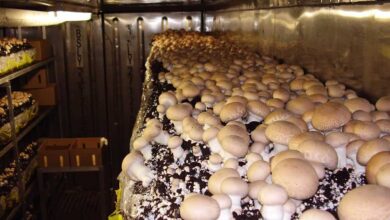 شهرهای کوچک ؛ مکانی مناسبی برای کارآفرینی 5 | نقش نیوز فعالیتهای کارآفرینانه ؛ فرصتی طلایی برای خلق ارزش