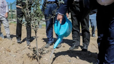 اجرای طرح نهضت مردمی درختکاری «تهران سبز» از ۱۰ اسفندماه
