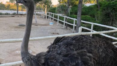 گزارش تصویری / باغ پرندگان کیش 5 | نقش نیوز گزارش تصویری / باغ پرندگان کیش