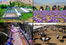مهم ترین دلایل توجه به کارآفرینی روستایی