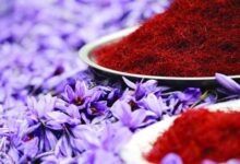 افزایش ۷۳ درصدی صادرات طلای سرخ 2 | نقش نیوز امارات اولین مشتری