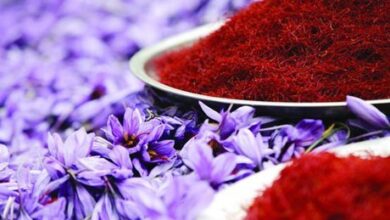 افزایش ۷۳ درصدی صادرات طلای سرخ 1 | نقش نیوز امارات اولین مشتری