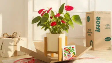 رشد فروشگاه‌های اینترنتی گیاهان آپارتمانی؛ آی‌فلور در کانون توجه بازار آنلاین